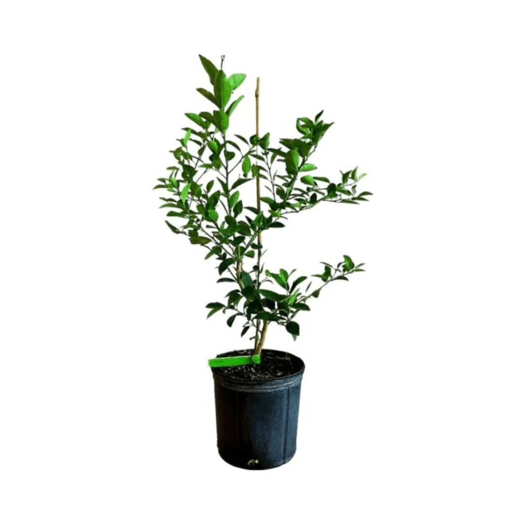 Key Lime Tree Cutting - Rooted Citrus Plant for Indoor/Outdoor Growing - Image 4