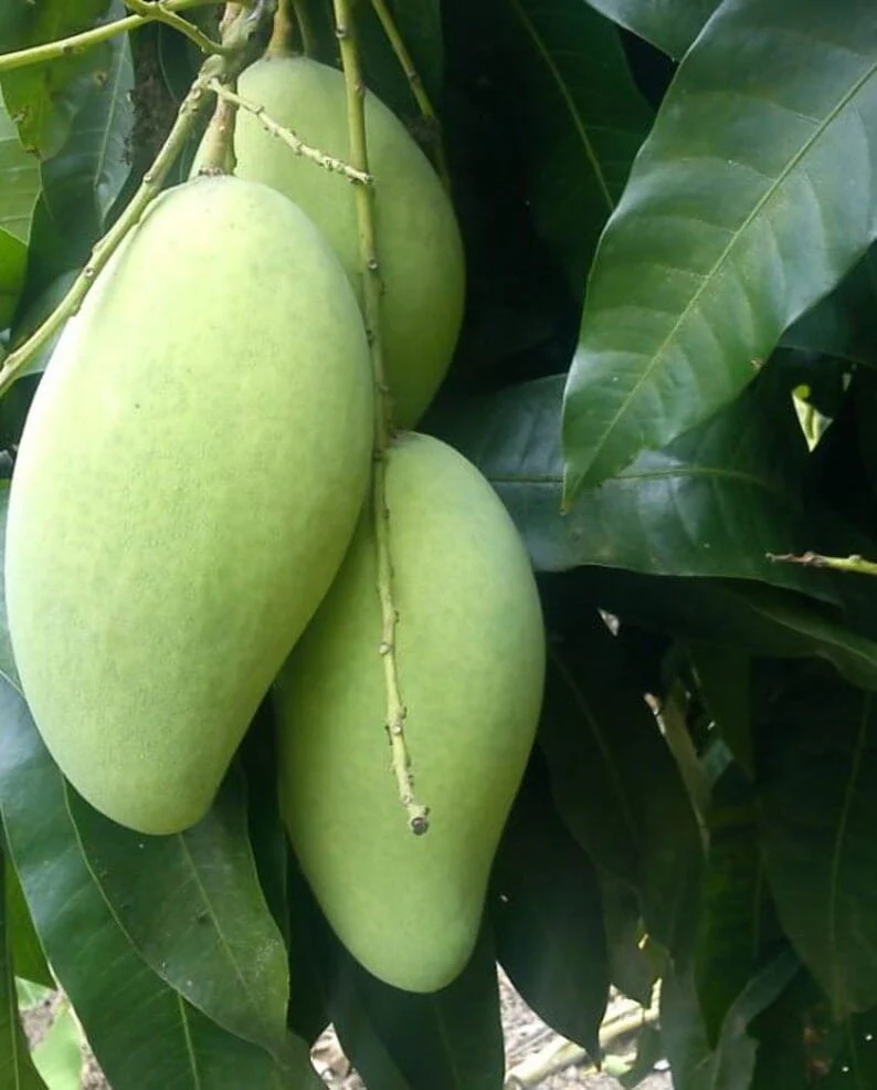 Kiew Yai Thai Mango Tree, Grafted - Image 2