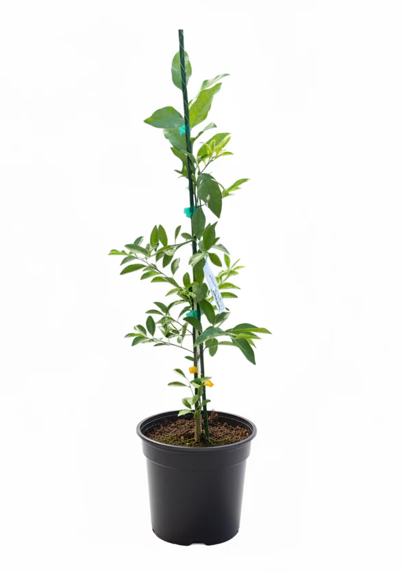Lakeland Limequat Grafted Fruit Tree - Image 2
