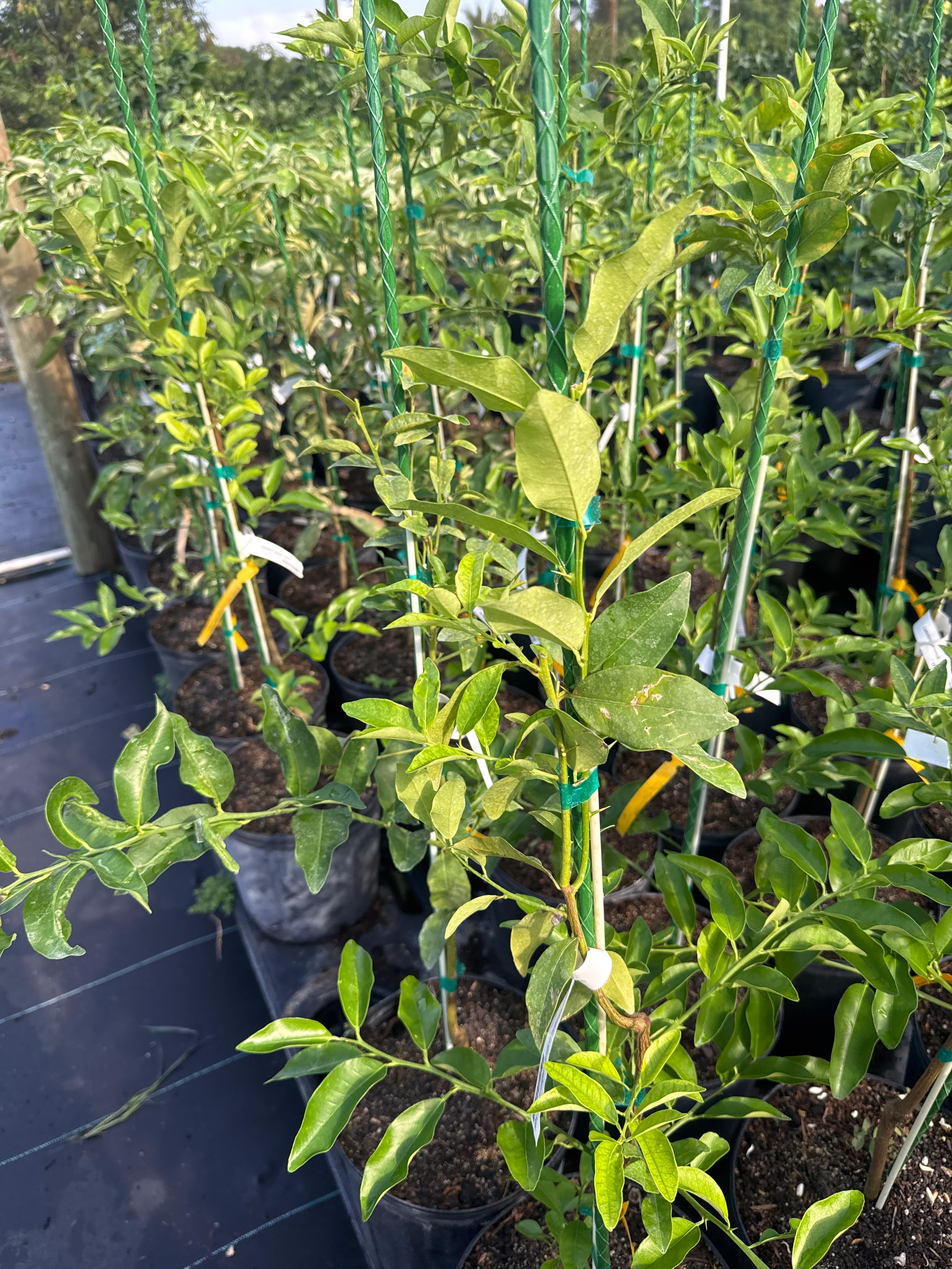 Lakeland Limequat Grafted Fruit Tree - Image 3