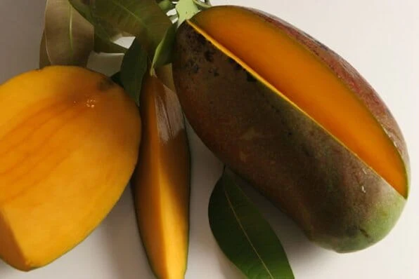 Lancetilla Dwarf Mango, Grafted Tree