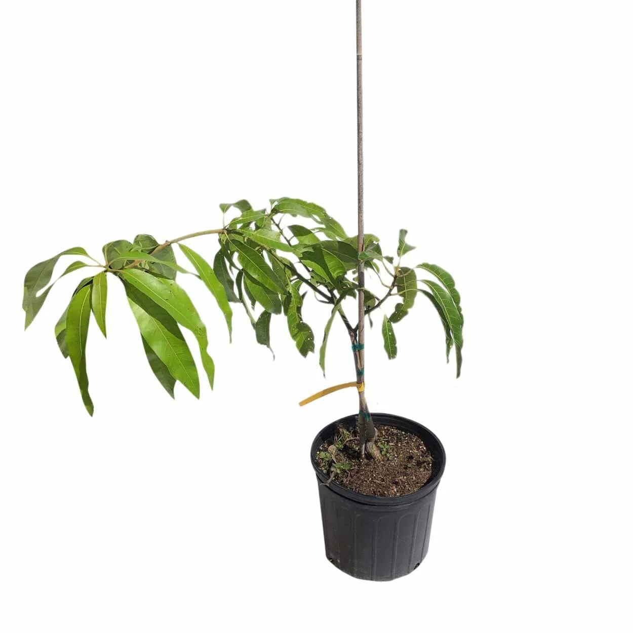 Lancetilla Dwarf Mango, Grafted Tree - Image 2
