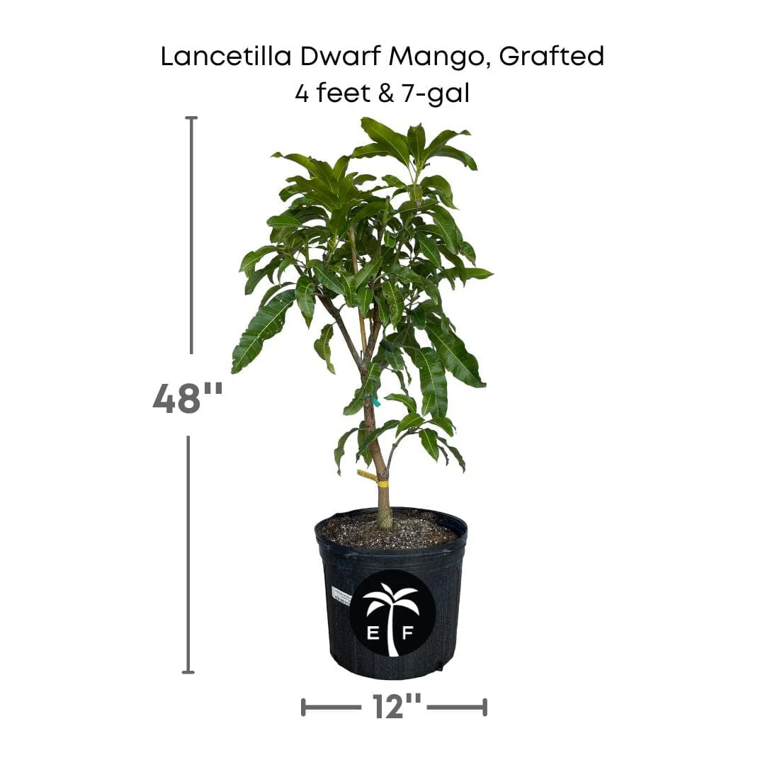 Lancetilla Dwarf Mango, Grafted Tree - Image 3