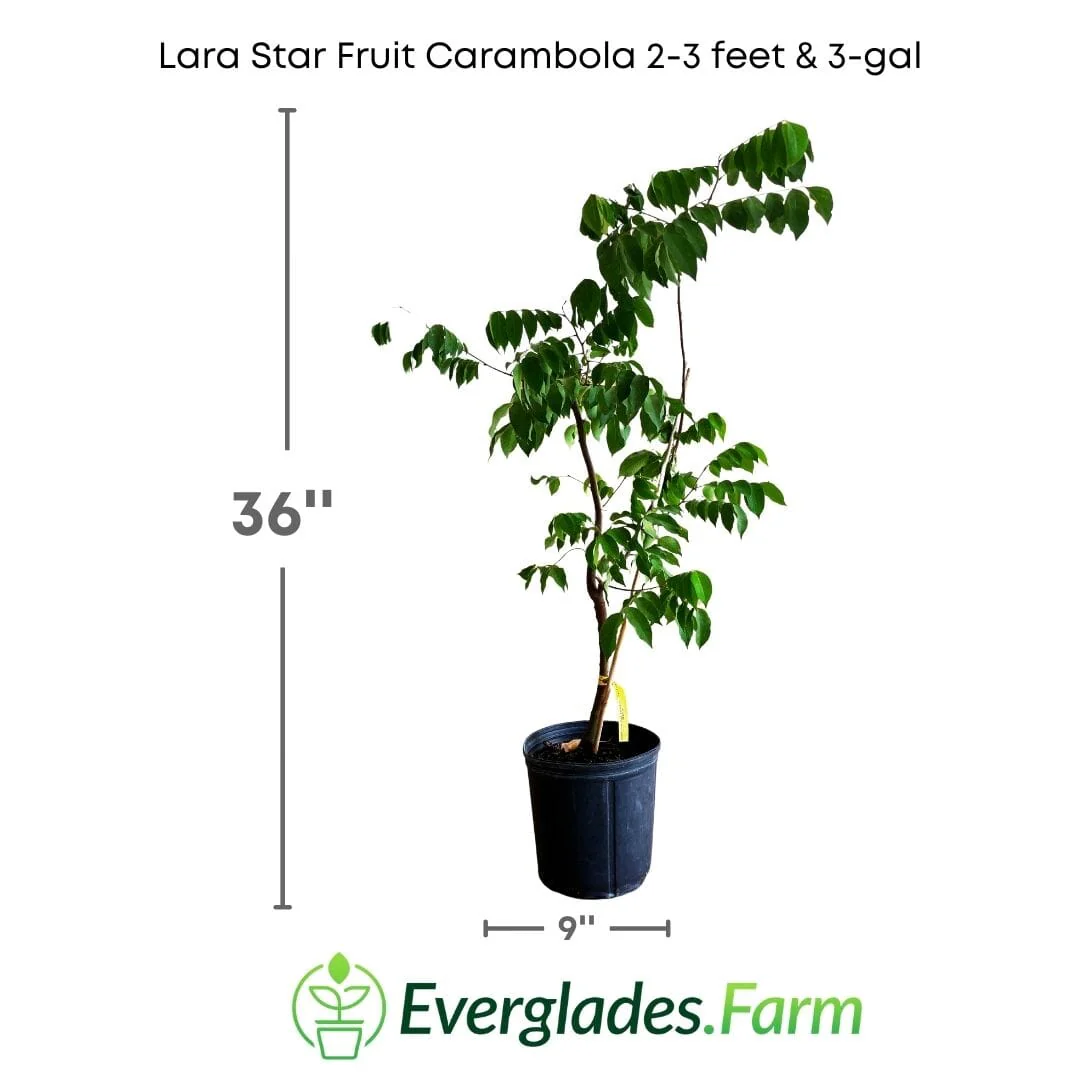 Lara Star Fruit Carambola Fruit Tree, Grafted - Image 3