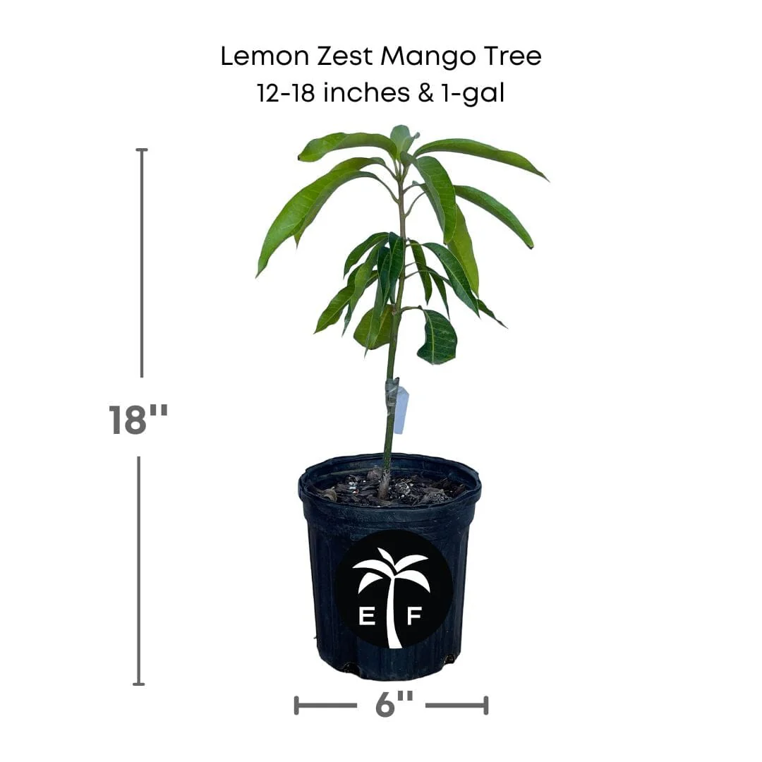 Lemon Zest Mango Tree, Grafted - Image 2