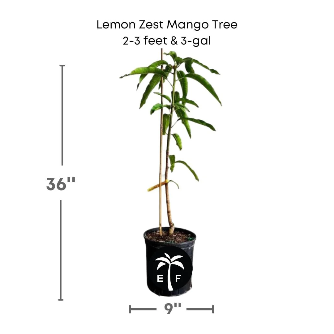 Lemon Zest Mango Tree, Grafted - Image 3