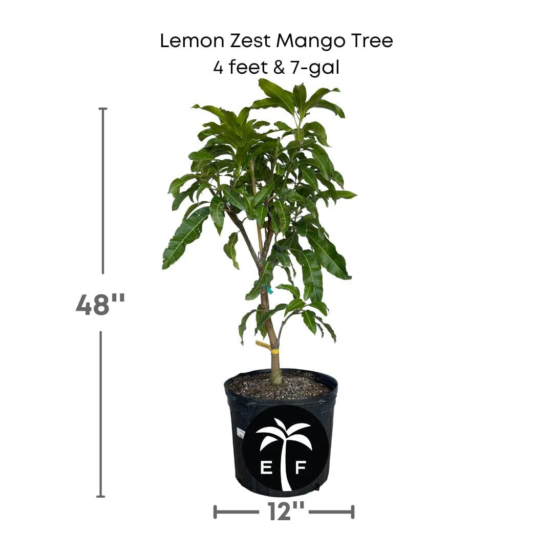 Lemon Zest Mango Tree, Grafted - Image 4