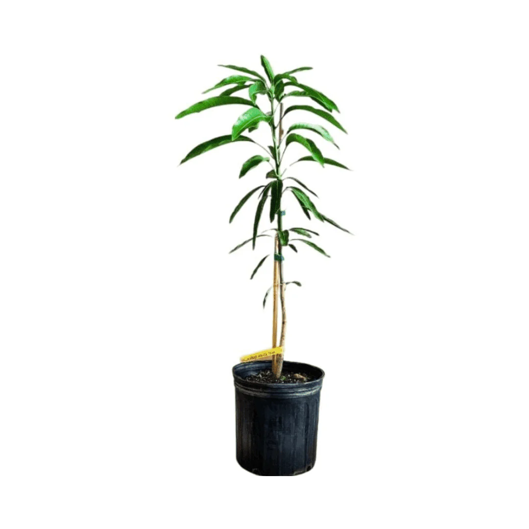 Bombay Mango Tree, Grafted - Image 4