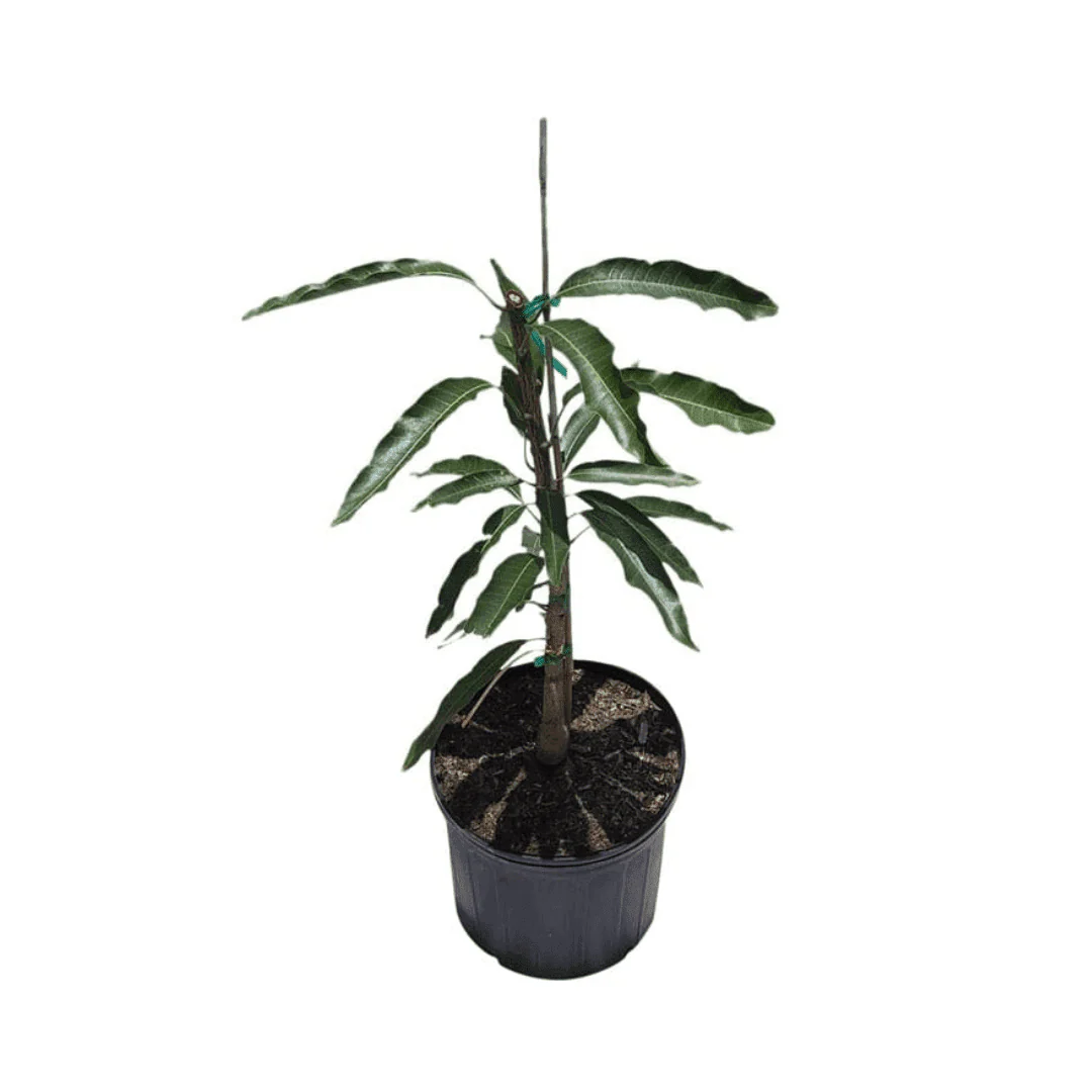Bombay Mango Tree, Grafted - Image 5