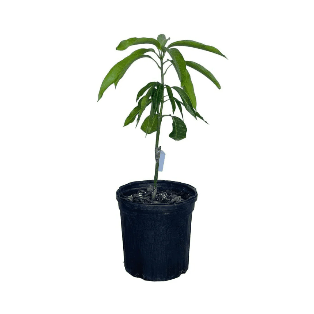 Bombay Mango Tree, Grafted - Image 3