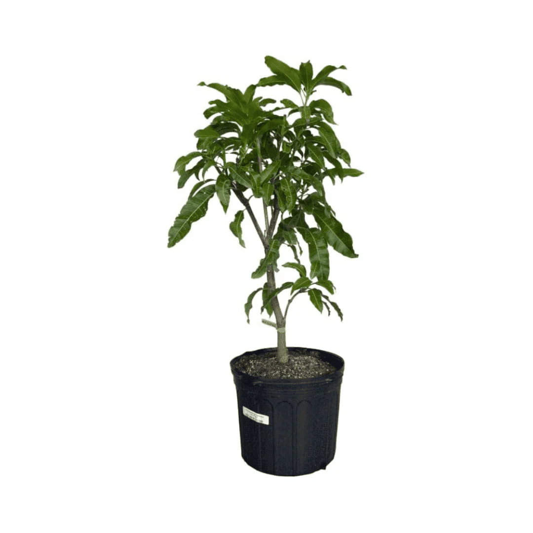 Fruit Punch Mango Tree, Grafted - Image 5