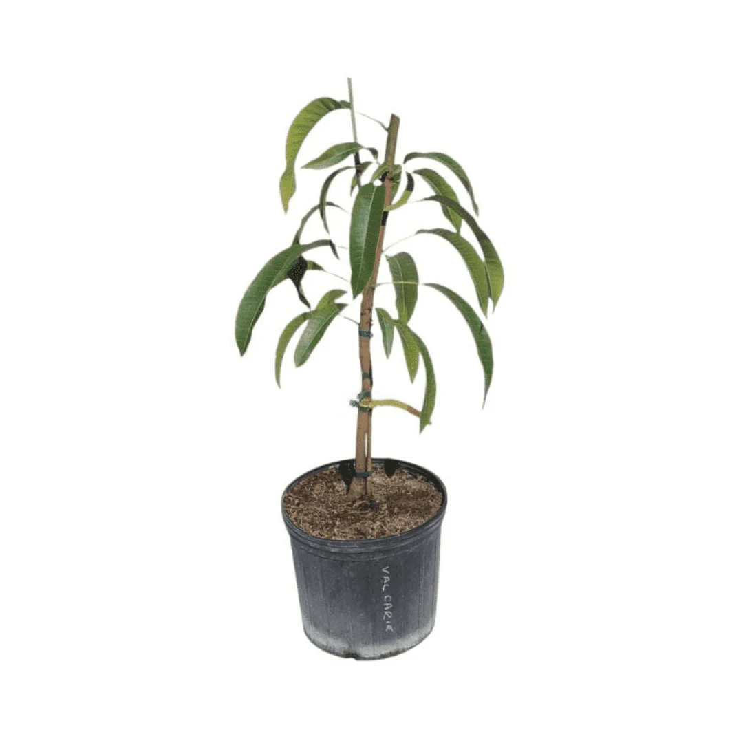 Bombay Mango Tree, Grafted - Image 6