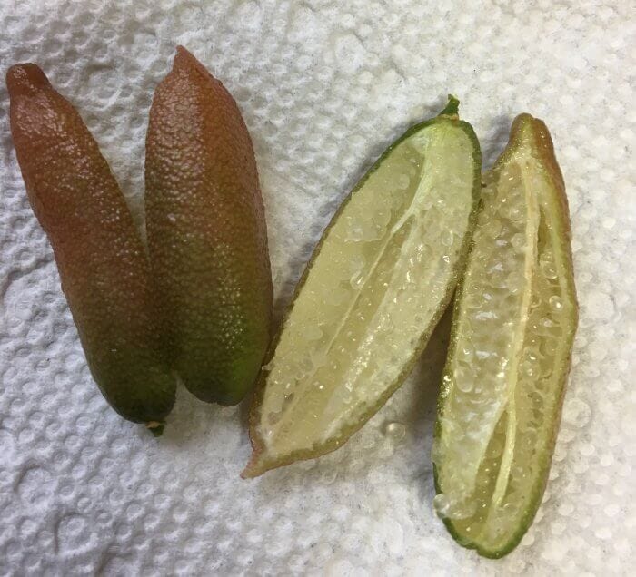Little Ruby Finger Lime Tree Grafted
