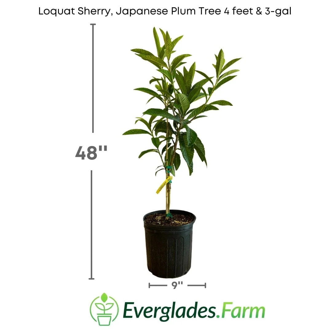 Loquat Sherry, Japanese Plum Tree Grafted - Image 3