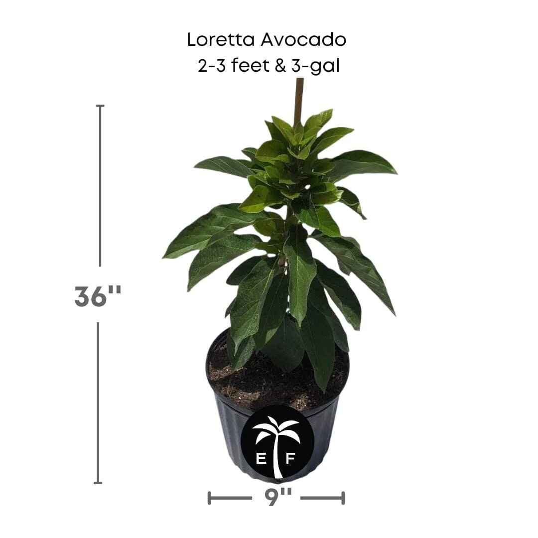 Loretta Avocado Tree, Grafted - Image 3