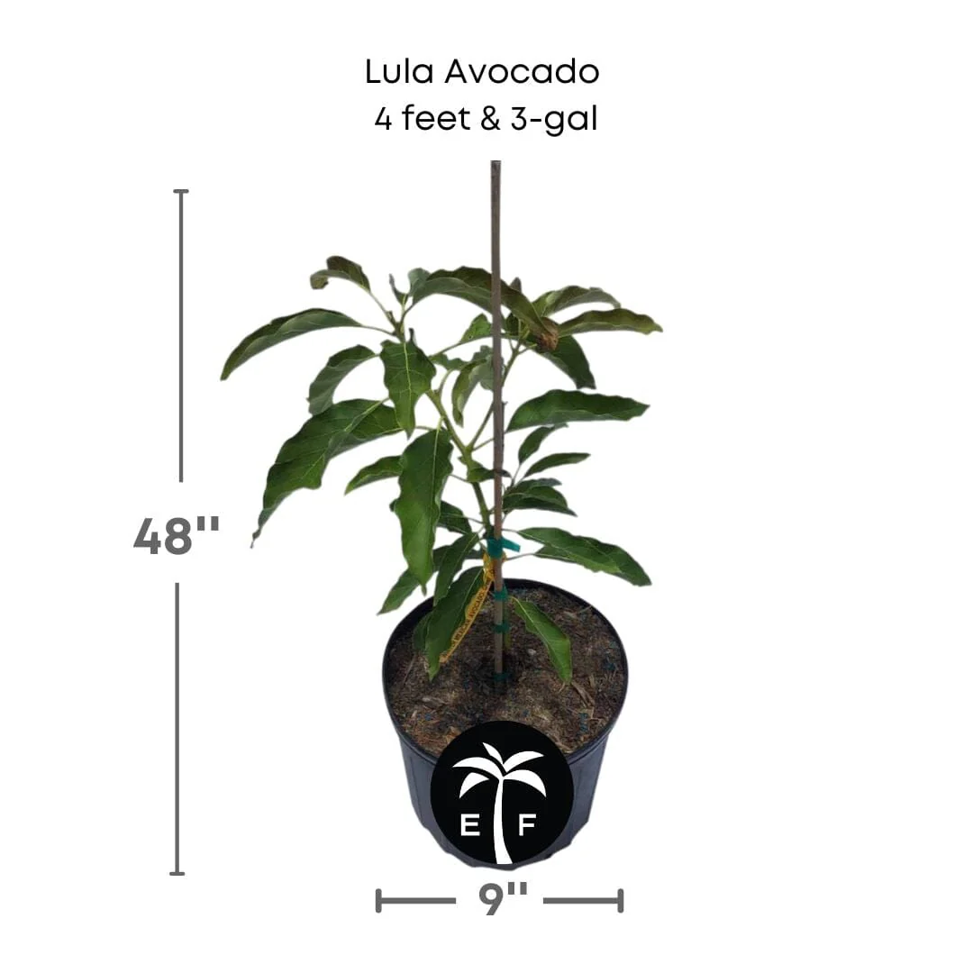 Lula Avocado Tree, Grafted - Image 3