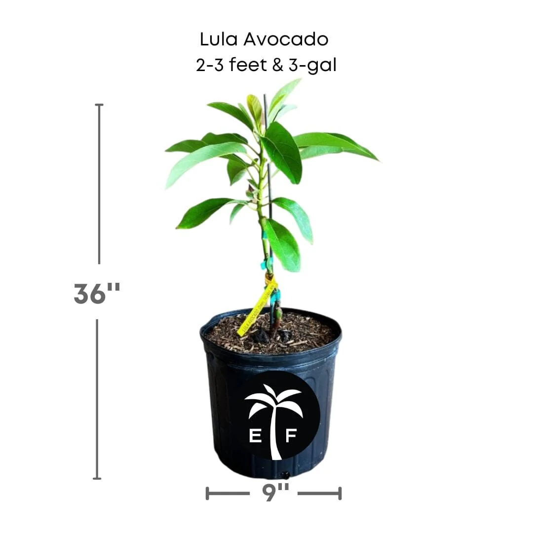 Lula Avocado Tree, Grafted - Image 4