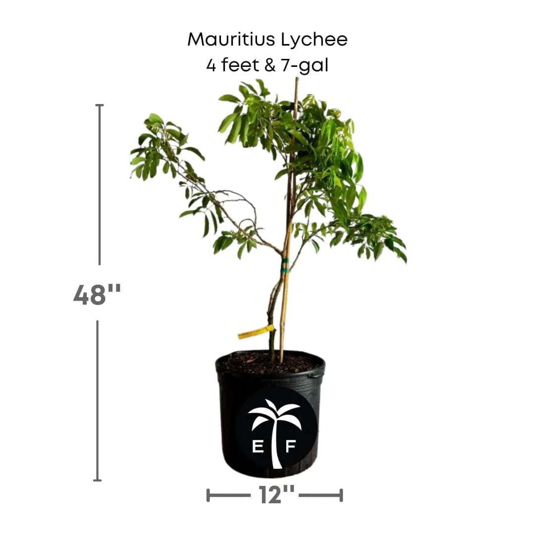 Mauritius Lychee Fruit Tree Air Layered - Image 3