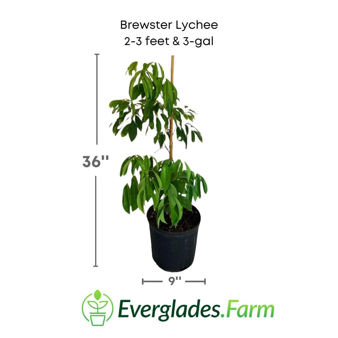 Brewster Lychee Tree Variety Air Layered - Image 3
