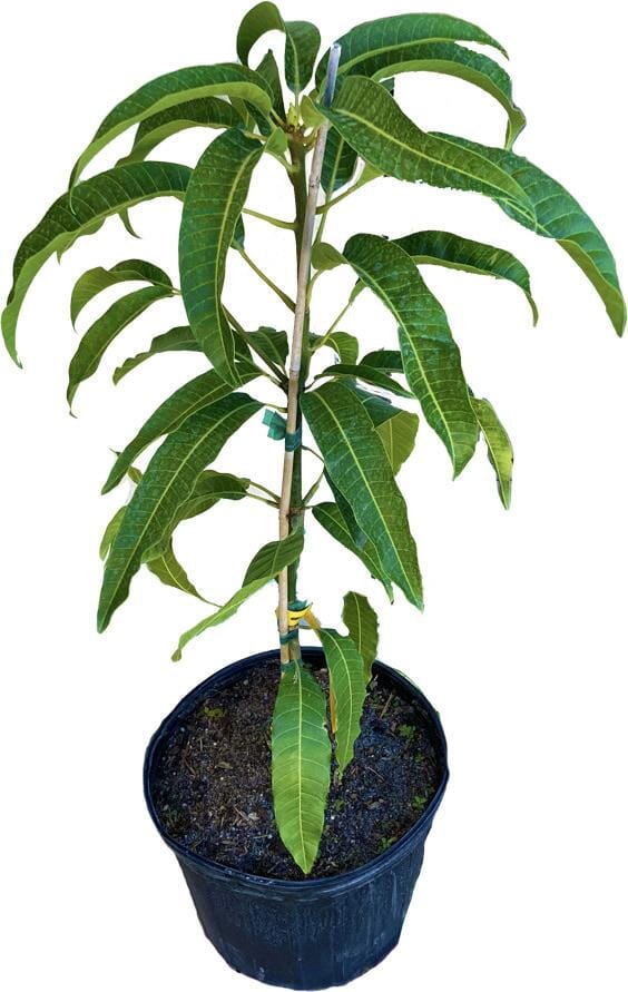 M-4 Mango Tree, Grafted