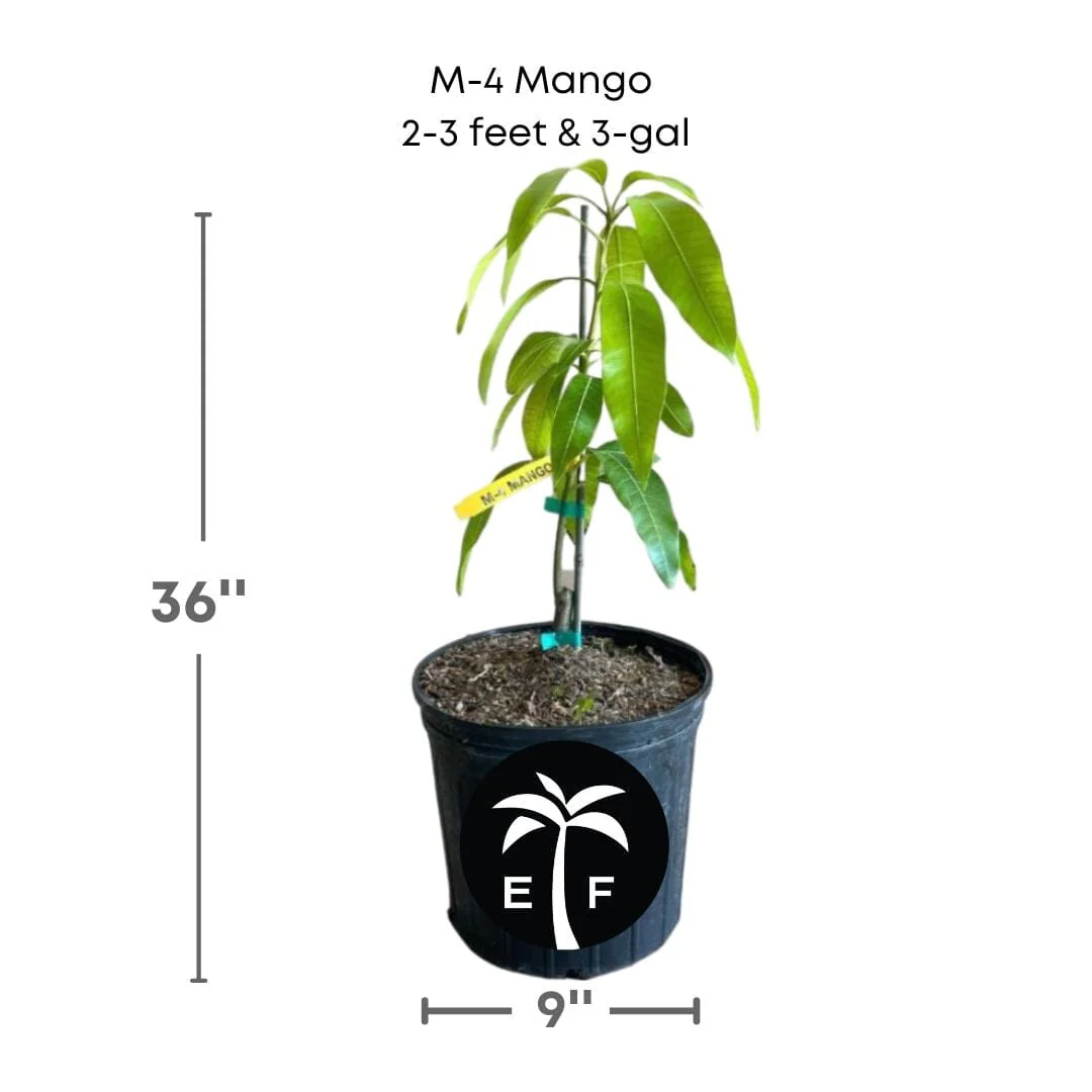 M-4 Mango Tree, Grafted - Image 2