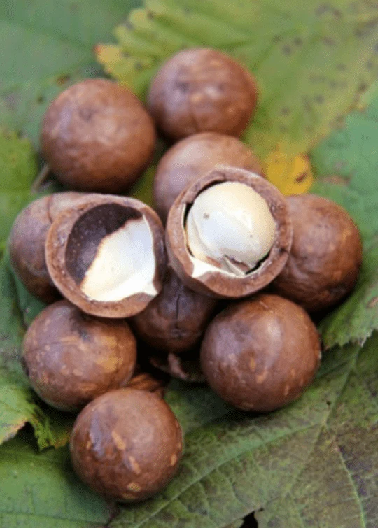 Macadamia H-10 Tree