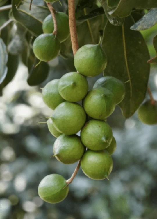 Macadamia H-10 Tree - Image 2