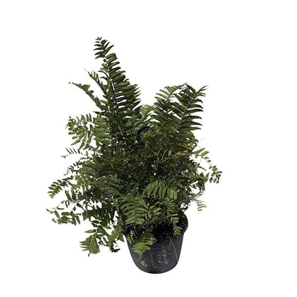 Macho Fern, Live Plant