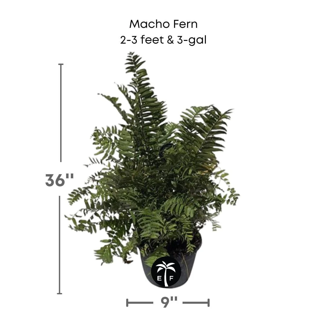 Macho Fern, Live Plant - Image 2