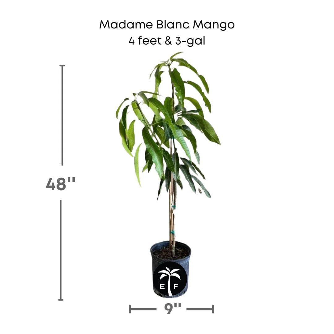 Madame Blanc Hatian Mango Tree, Grafted - Image 4