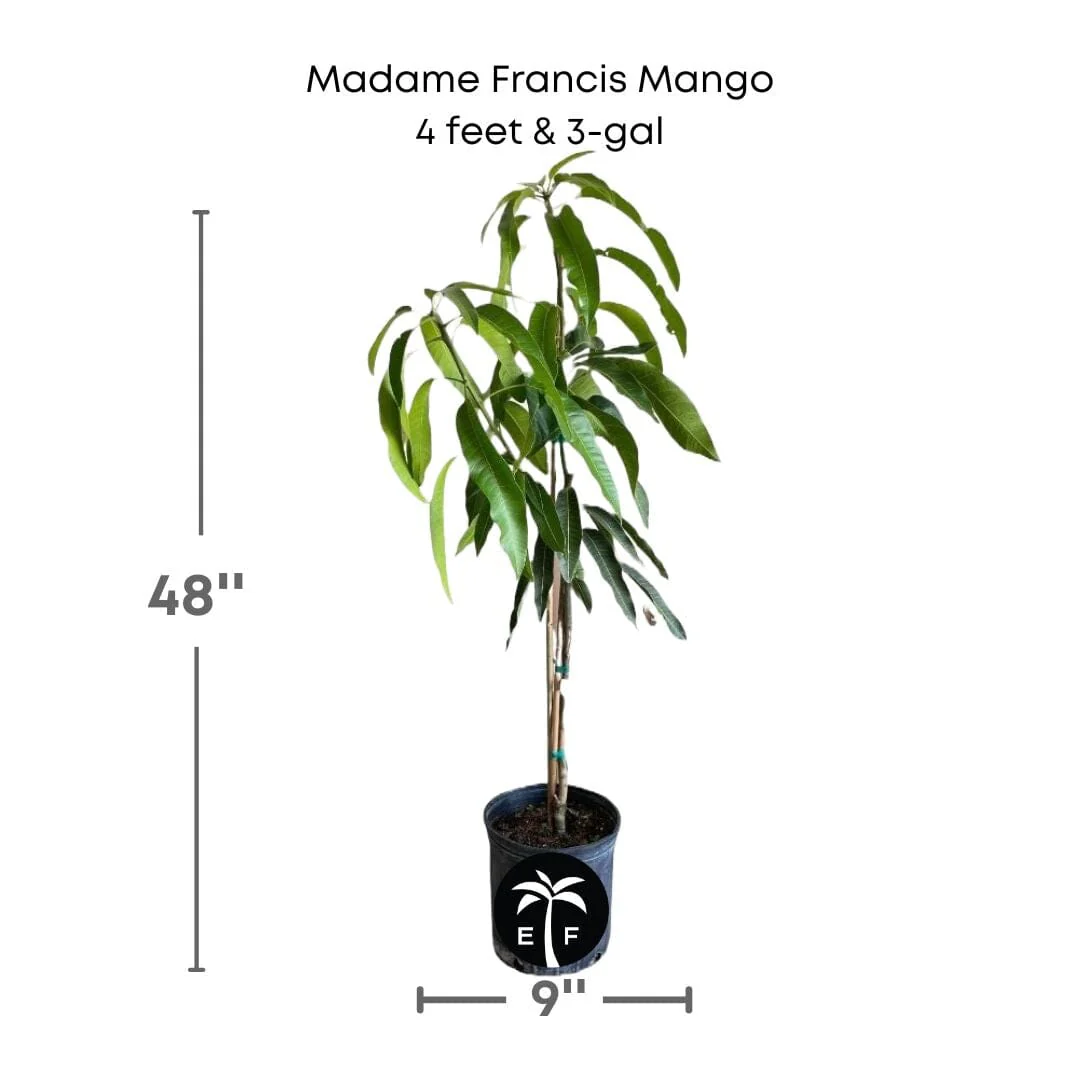 Madame Francis Hatian Mango Tree, Grafted - Image 3