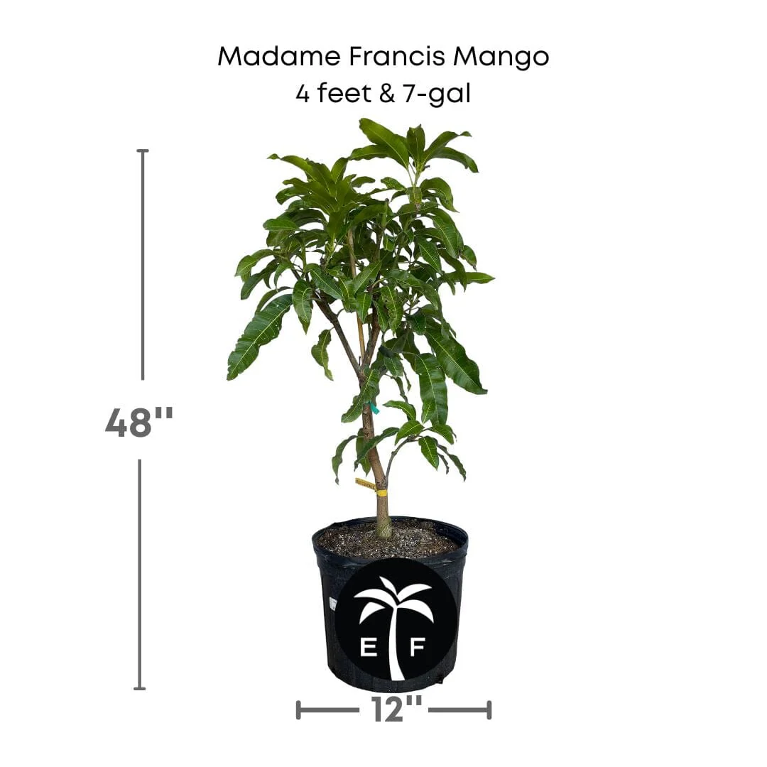 Madame Francis Hatian Mango Tree, Grafted - Image 4