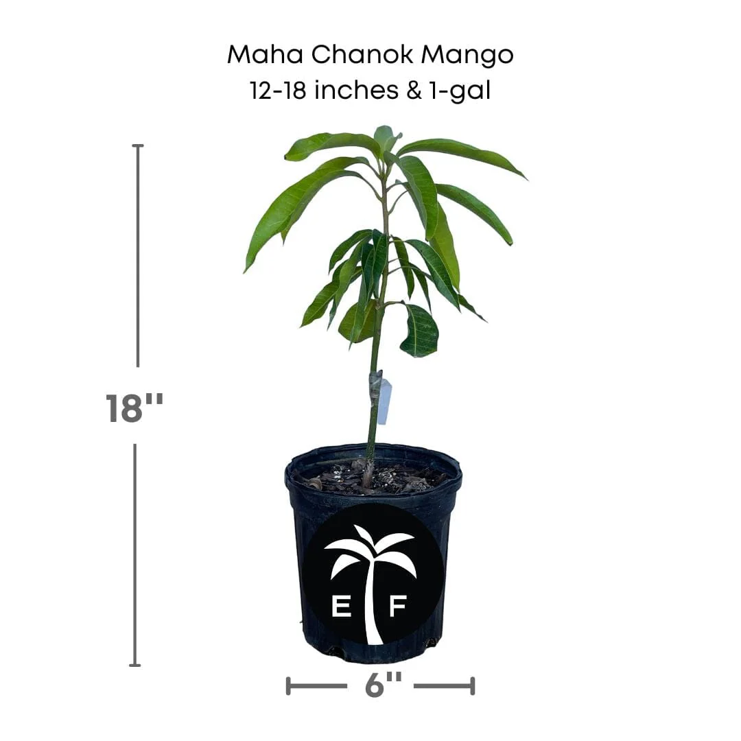 Maha Chanok Mango Tree, Grafted - Image 3