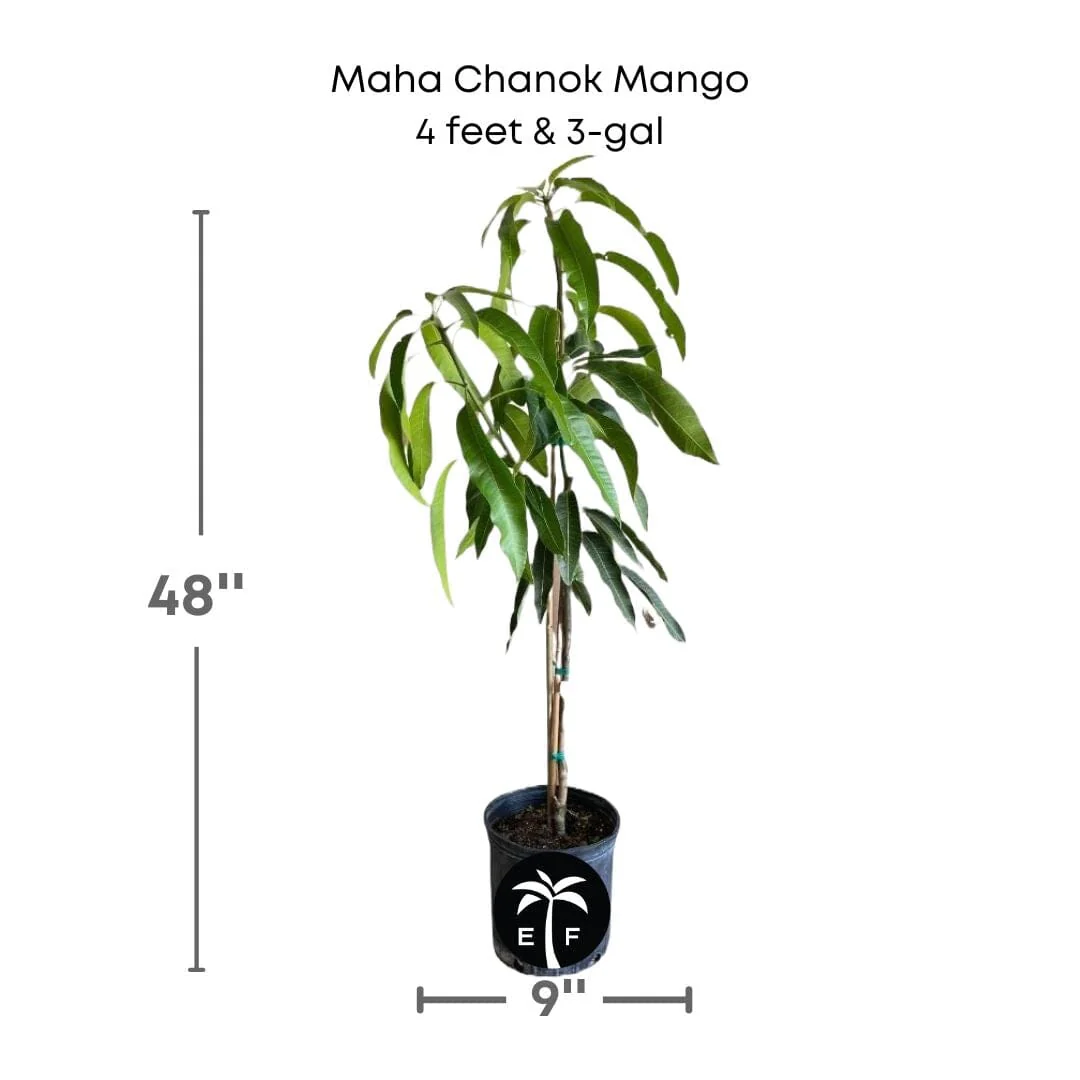 Maha Chanok Mango Tree, Grafted - Image 6