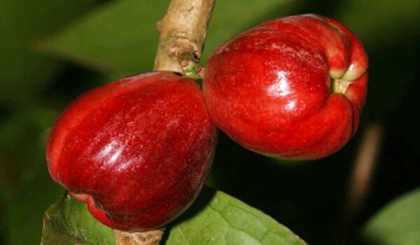 Malay Apple Tree for Sale β Otaheite Apple Grown in Florida