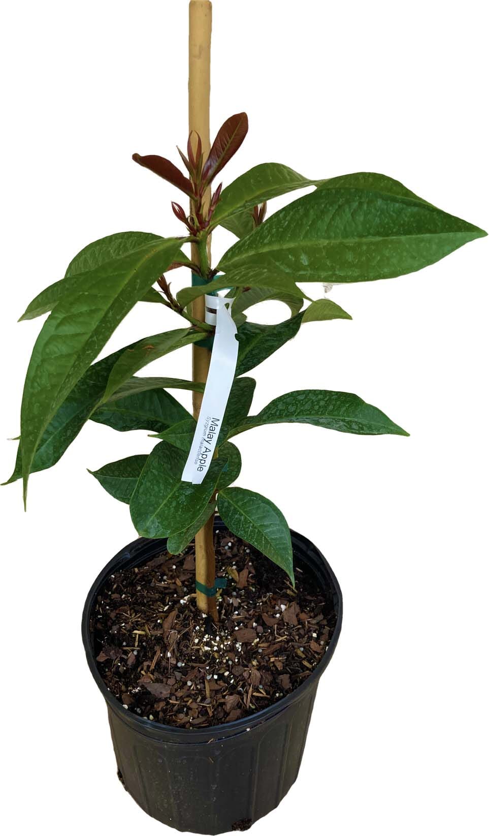 Malay Apple Tree for Sale β Otaheite Apple Grown in Florida - Image 2