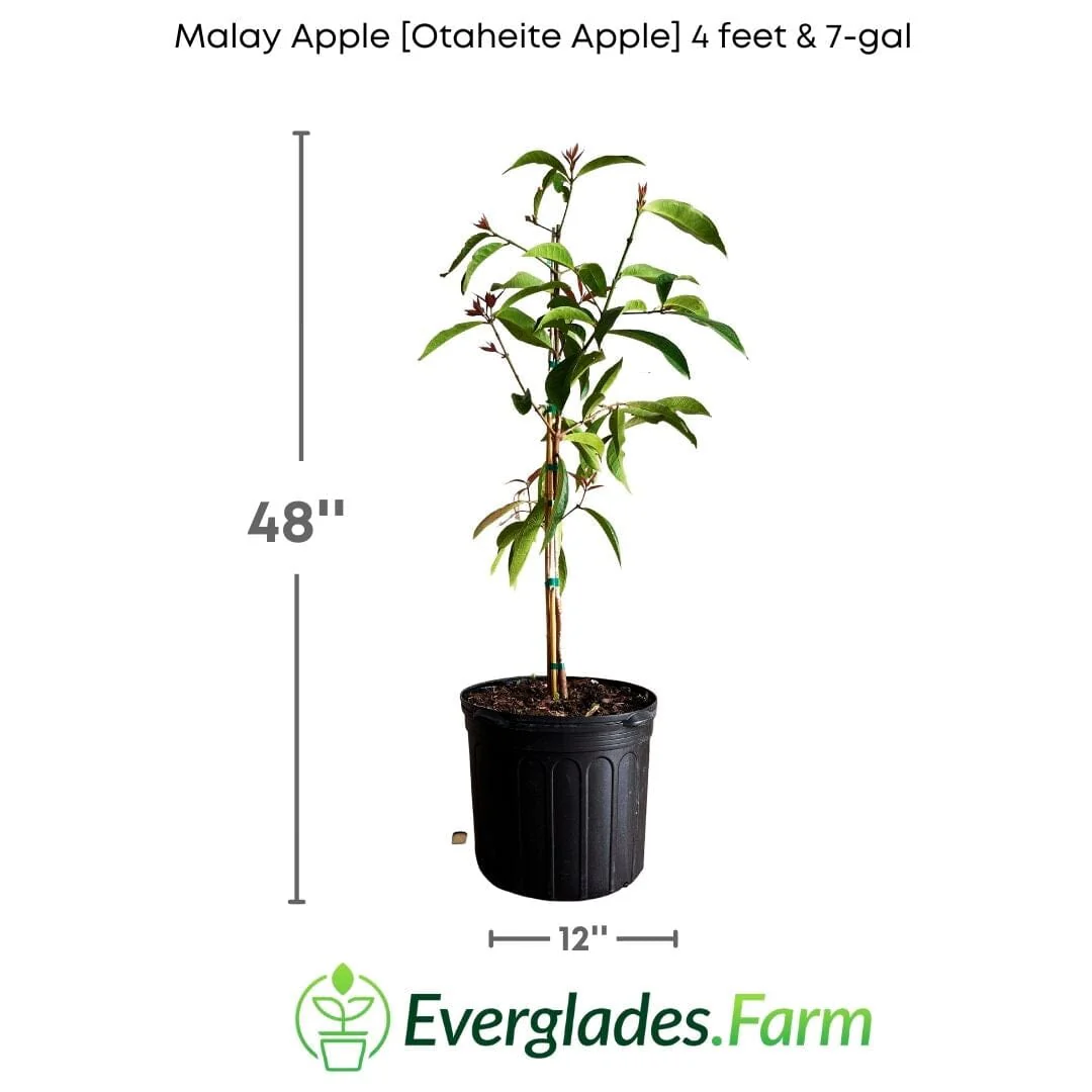 Malay Apple Tree for Sale β Otaheite Apple Grown in Florida - Image 3