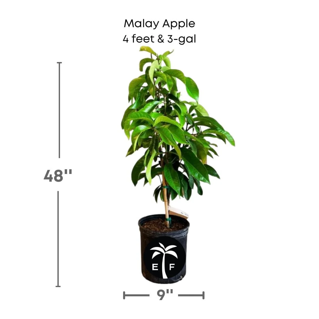 Malay Apple Tree for Sale β Otaheite Apple Grown in Florida - Image 4