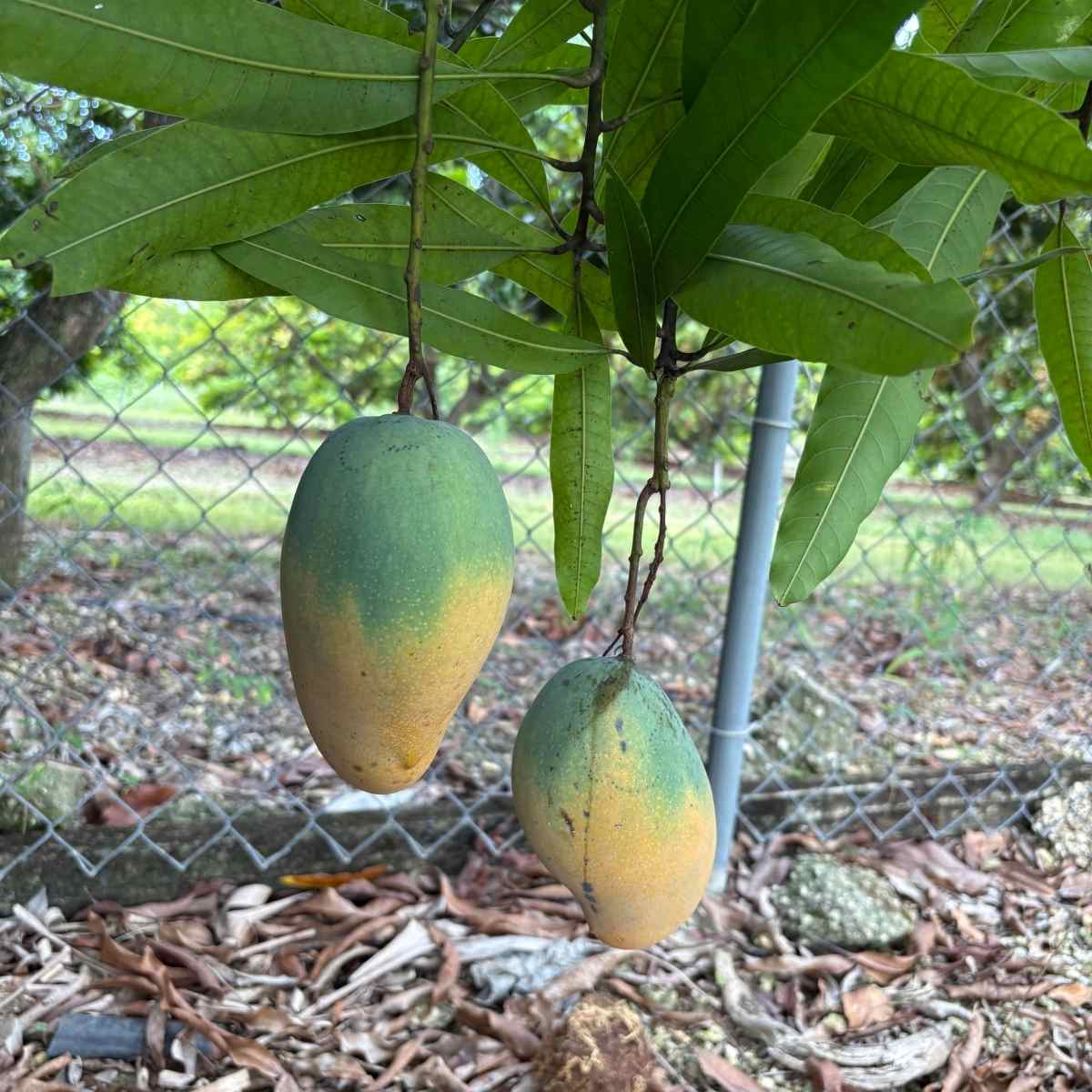 Mallika Dwarf Mango Tree for Sale β Grafted & Cold Hardy