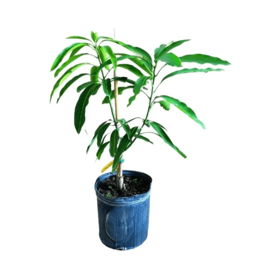Mallika Dwarf Mango Tree for Sale β Grafted & Cold Hardy - Image 2