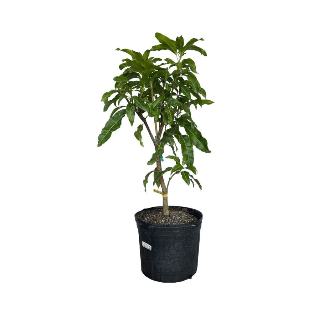 Mallika Dwarf Mango Tree for Sale β Grafted & Cold Hardy - Image 5
