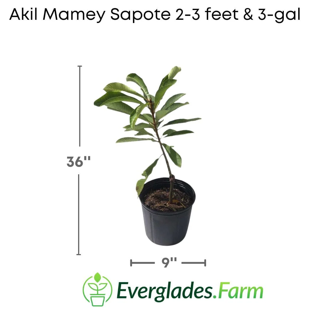 Akil Mamey Sapote Tree, Grafted - Image 3
