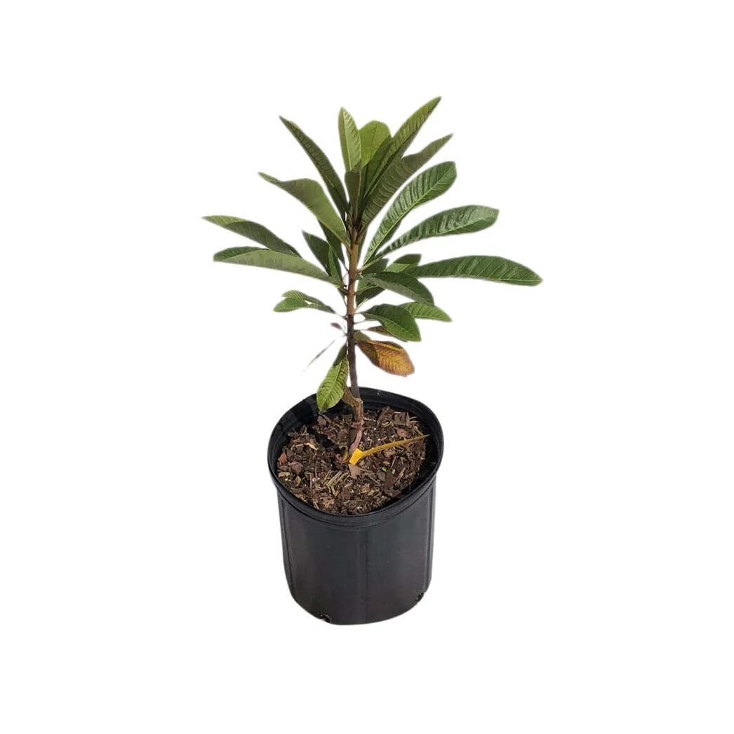 Mamey Sapote Lorito Tree, Grafted