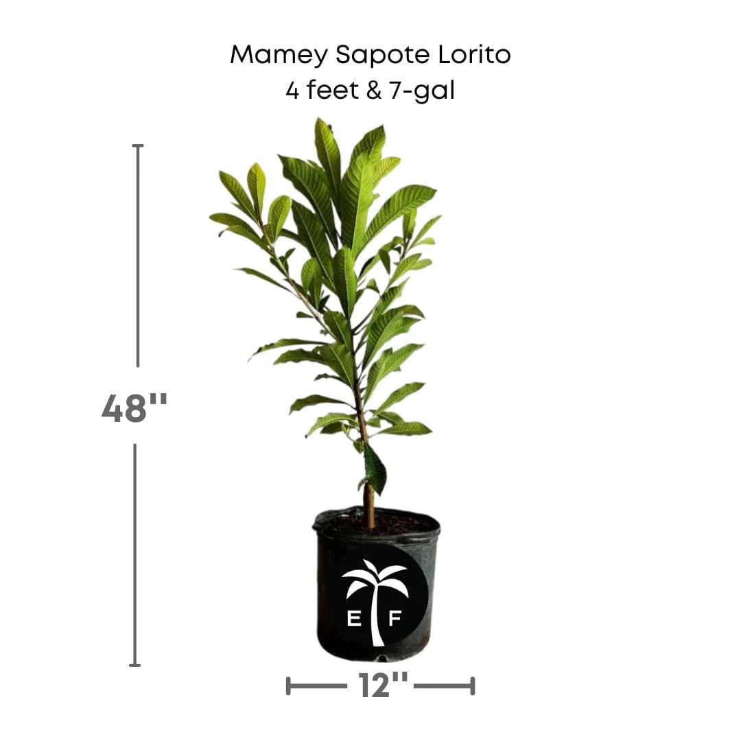 Mamey Sapote Lorito Tree, Grafted - Image 2