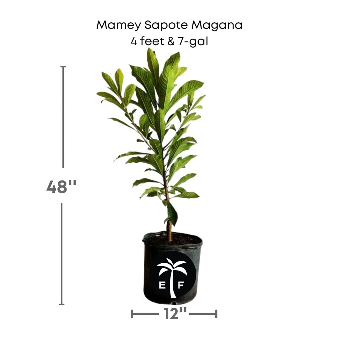 Mamey Sapote Magana Tree Grafted - Image 4