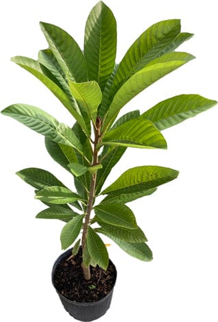Key West Mamey Sapote Tree Grafted - Image 3
