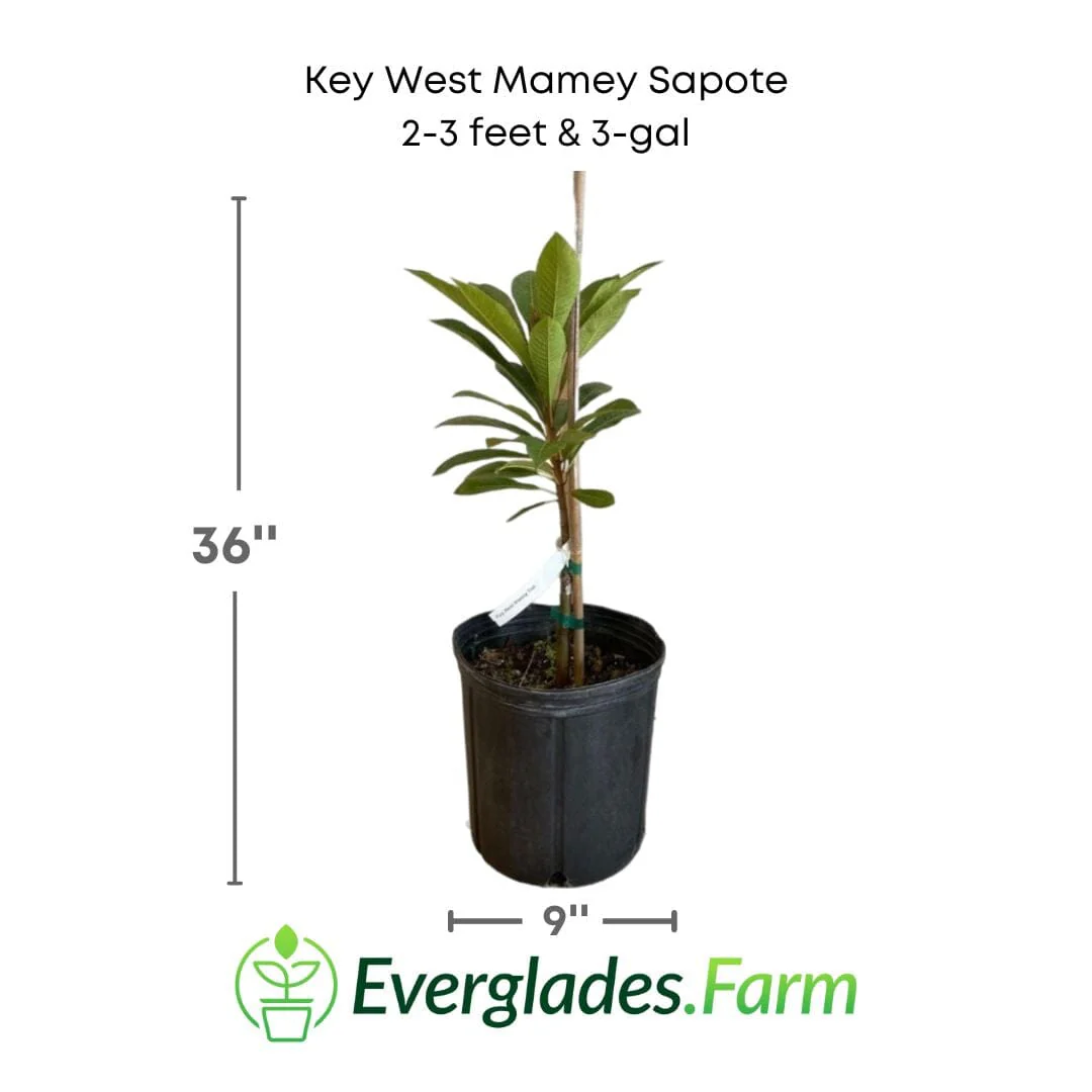 Key West Mamey Sapote Tree Grafted - Image 4