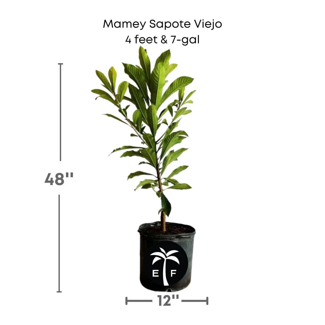 Mamey Sapote Viejo Tree, Grafted - Image 3