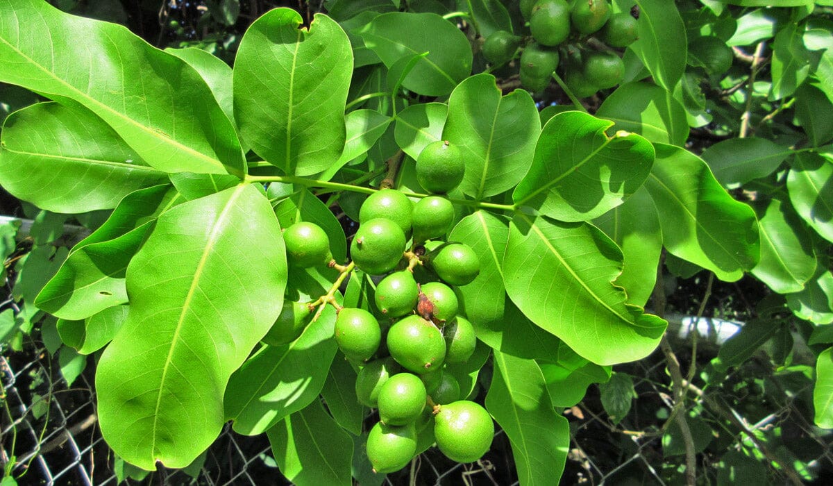 Mamoncillo Tree Grafted, Spanish Lime - Image 3