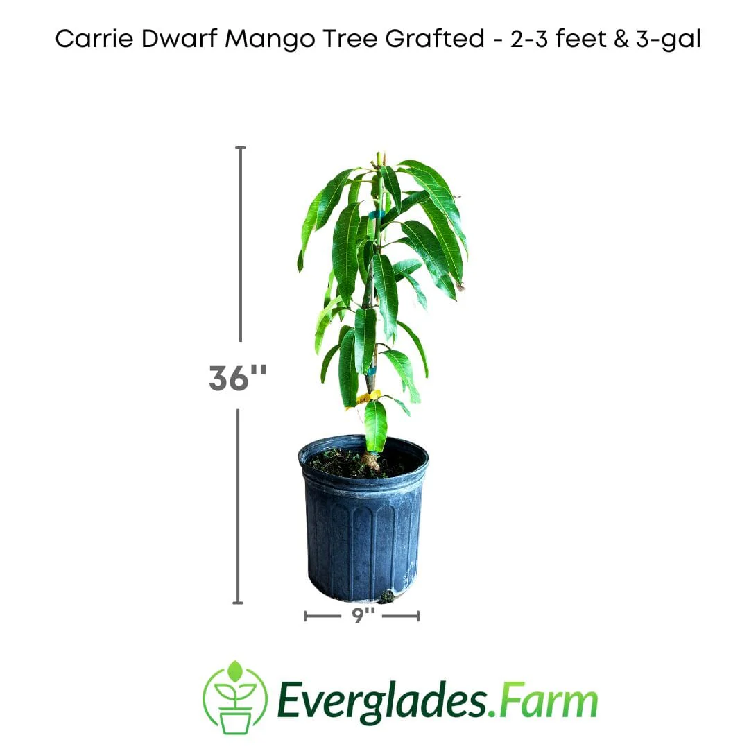 Carrie Dwarf Mango Tree Grafted - Image 3
